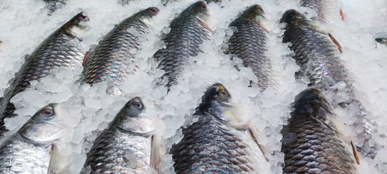 Fresh and delicious river fish with ice cubes. Fish market and salmon close up shot with ice. Southeast Asian river fishes in a fish market. Fresh market and sweet water salmon close up shot.